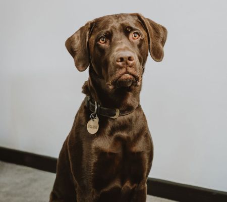 Image of Monty